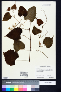 Vitis vulpina image