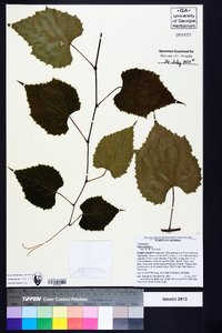 Vitis vulpina image