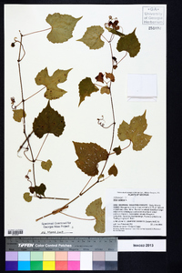 Vitis vulpina image