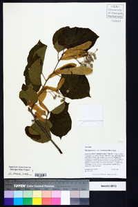 Tilia americana var. caroliniana image