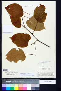 Tilia americana var. caroliniana image