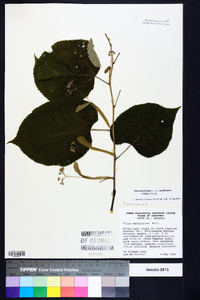 Tilia americana var. caroliniana image