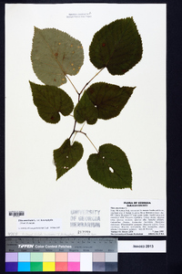 Tilia americana var. heterophylla image