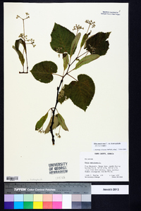 Tilia americana var. heterophylla image