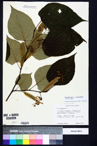 Tilia americana var. heterophylla image