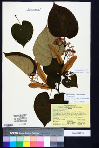 Tilia americana var. heterophylla image