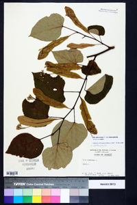 Tilia americana var. heterophylla image