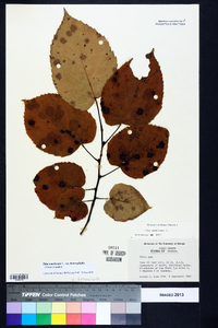 Tilia americana var. heterophylla image