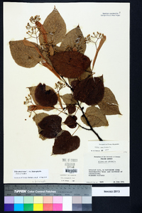 Tilia americana var. heterophylla image