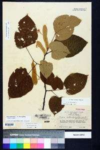 Tilia americana var. heterophylla image