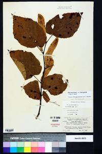 Tilia americana var. heterophylla image