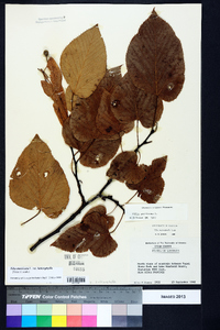 Tilia americana var. heterophylla image