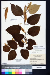 Tilia americana var. heterophylla image