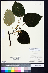 Tilia americana var. heterophylla image