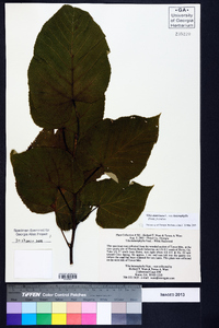 Tilia americana var. heterophylla image