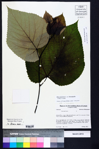 Tilia americana var. heterophylla image