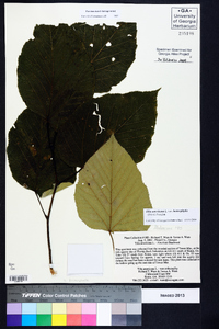 Tilia americana var. heterophylla image