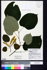 Tilia americana var. heterophylla image