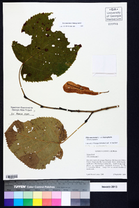 Tilia americana var. heterophylla image