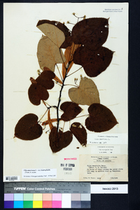 Tilia americana var. heterophylla image