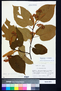 Tilia americana var. heterophylla image