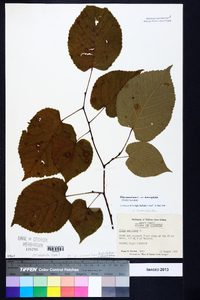 Tilia americana var. heterophylla image