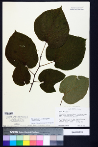 Tilia americana var. heterophylla image