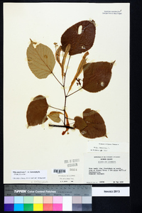 Tilia americana var. heterophylla image