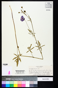 Callirhoe digitata image