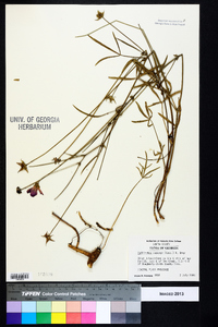 Callirhoe papaver image