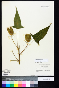 Hibiscus laevis image