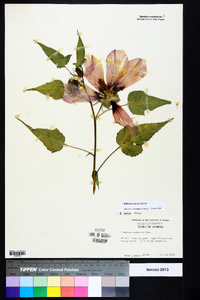 Hibiscus laevis image