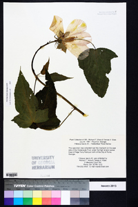 Hibiscus laevis image