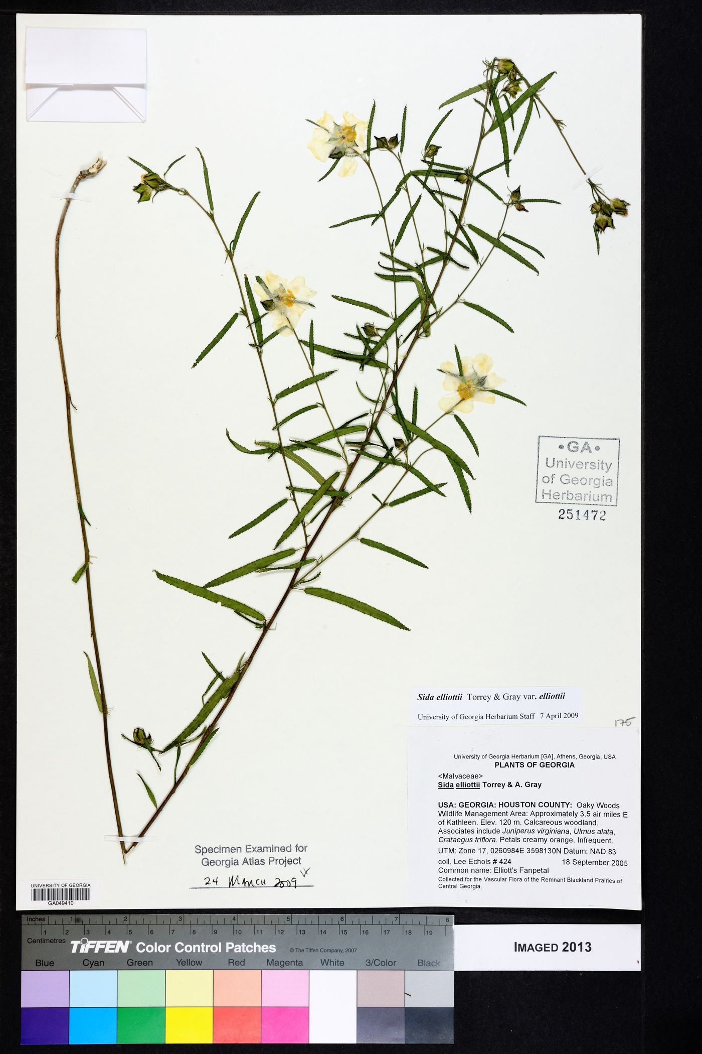 Sida elliottii image
