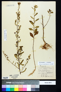 Sida rhombifolia var. rhombifolia image