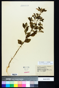 Sida rhombifolia image