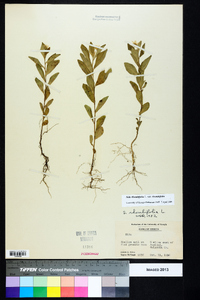 Sida rhombifolia var. rhombifolia image
