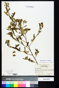 Sida rhombifolia var. rhombifolia image