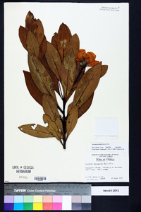 Gordonia lasianthus image