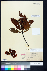 Gordonia lasianthus image