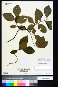 Stewartia malacodendron image