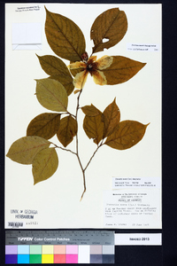 Stewartia ovata image