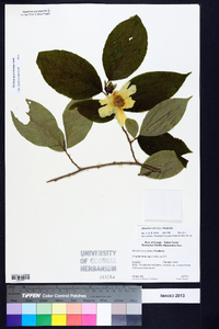 Stewartia ovata image