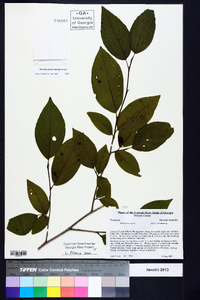 Stewartia ovata image