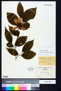 Stewartia ovata image