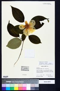 Stewartia ovata image