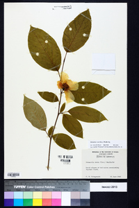 Stewartia ovata image