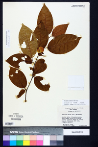 Stewartia ovata image