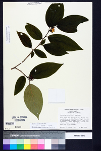 Stewartia ovata image