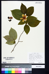 Stewartia ovata image